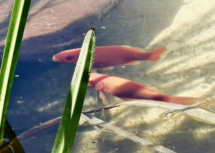 Villa Casa Do Faial - Braga