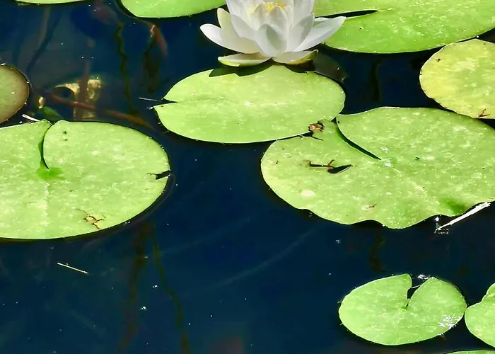 Villa Casa Do Faial - *